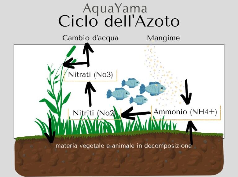 Ciclo Dellazoto Perchè In Acquario Non Si Possono Mettere I Pesci Dal